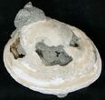 Clam Fossil with Golden Calcite Crystals - #14721-2